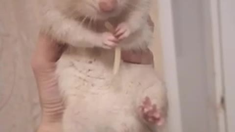 cute rat eating