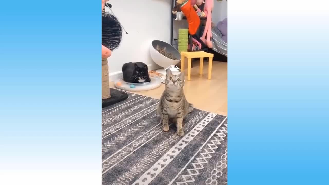 Funny and Cute Cat's Life
