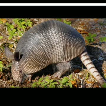 Did You Know? Armadillo shells are bulletproof || FACTS || TRIVIA