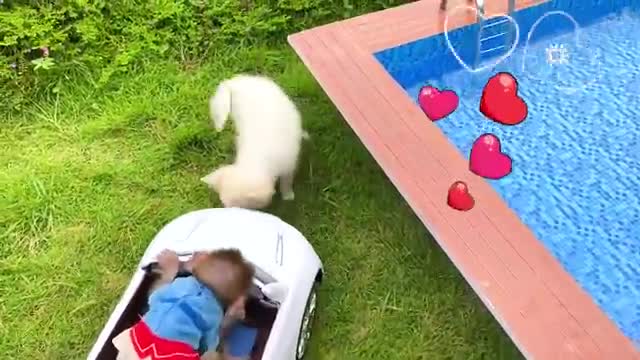 Monkey Baby Bon Bon and puppy eat ice cream and open Surprise egg at the swimming pool