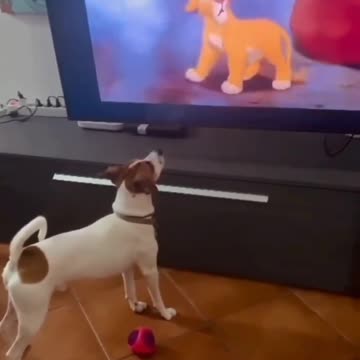 Emotional moment of a dog 🐩