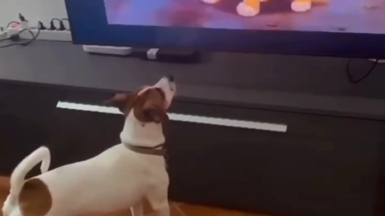 Emotional moment of a dog 🐩