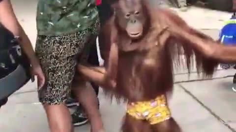 Funny Monkey touches the balls.