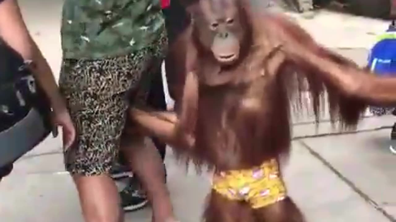 Funny Monkey touches the balls.