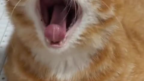 Funny Cute Cats Video No. 6