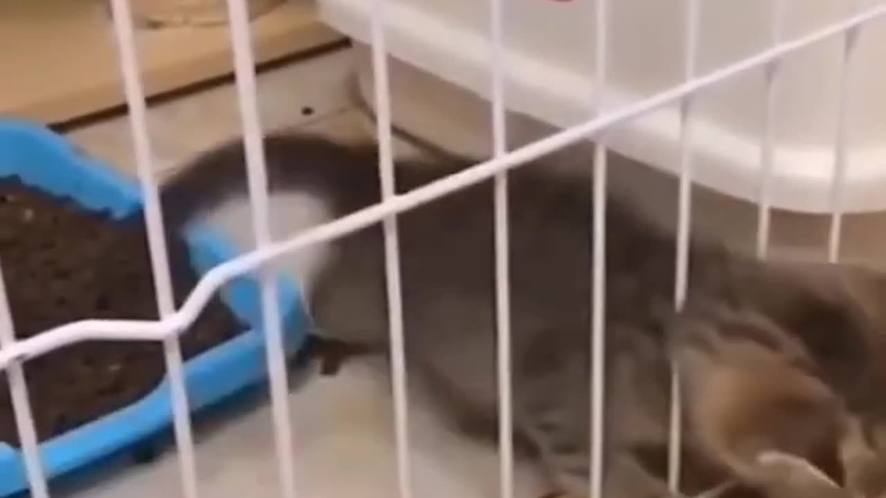 Cute Animals Doing Funny Things