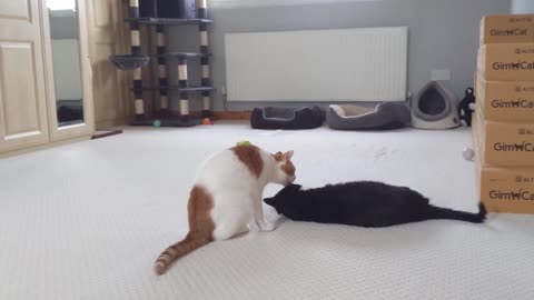 Cats Have A Love-Hate Relationship