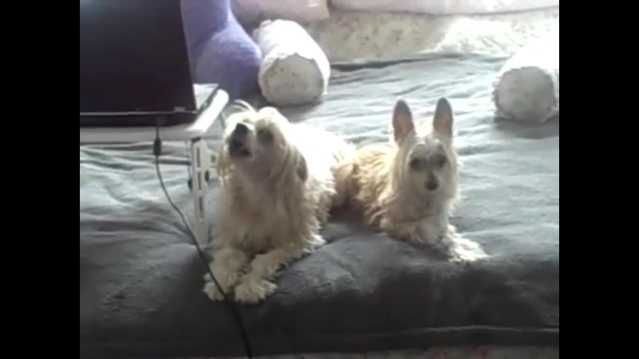 Dogs howl along with blues harmonica.