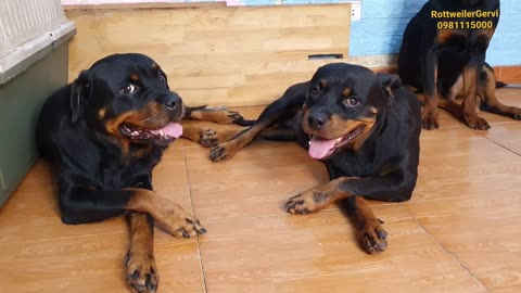 Chó Rottweiler Đức _Rottweiler Đức tại VN Cute dogs videos