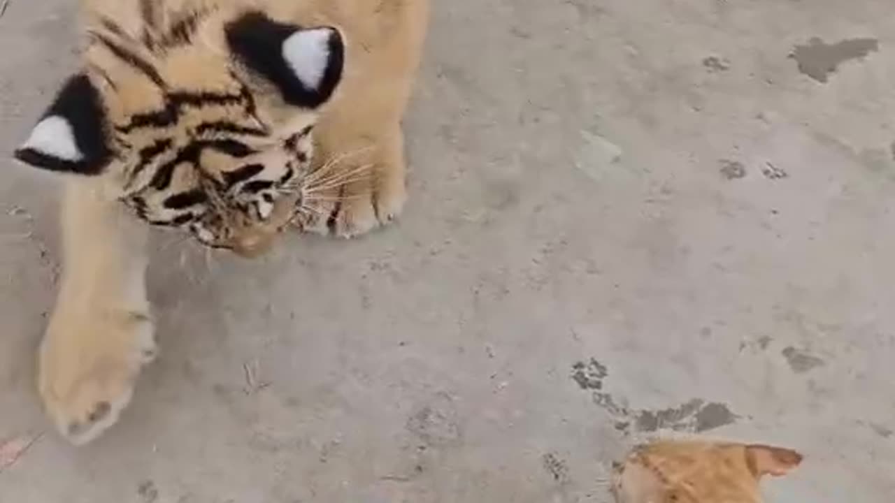 Watch a Cat Take on a Tiger in a Wild Showdown!"