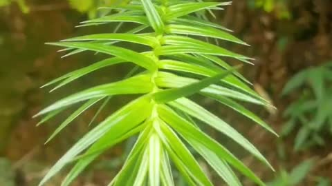 prickly plant