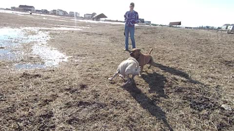 Montana Dog Park