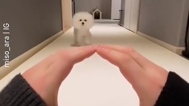 Cute dog