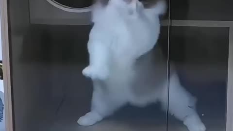 Nice Cats