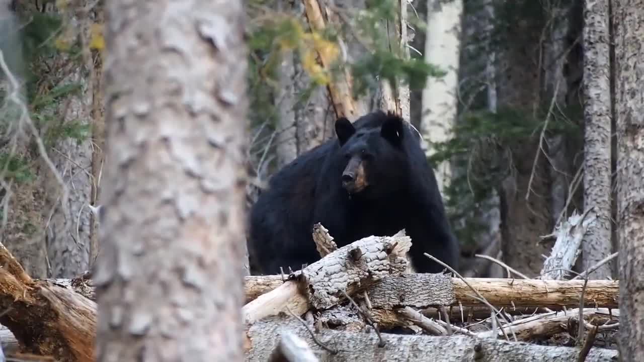 Most Amazing Moments of wild Animals 2022