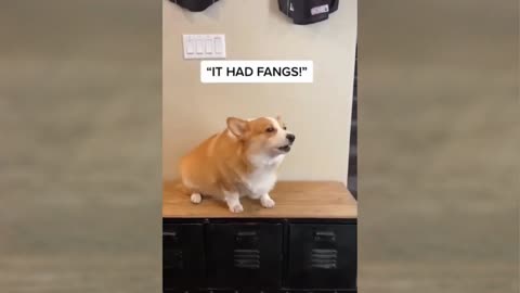 Funny video🤣must watch