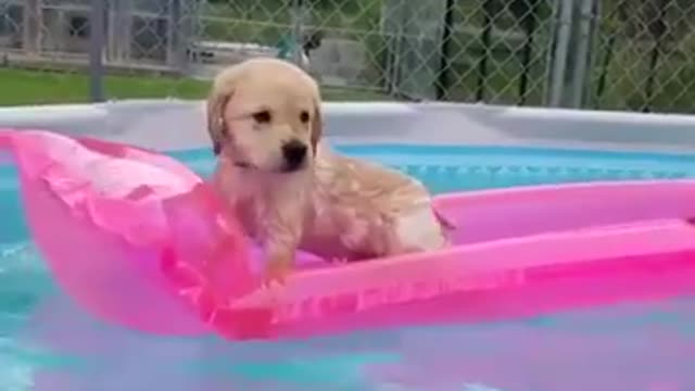 Cutest(◕ᴥ◕)pets On Earth..!(◍•ᴗ•◍)❤