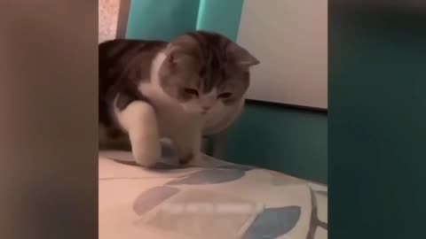 Funny cat video 😂