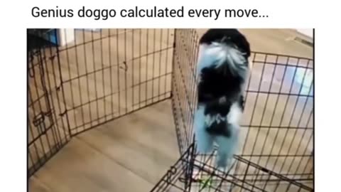 Funny animal videos 😂😂🥰🥰😂🤣