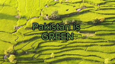 Multi Pakistan