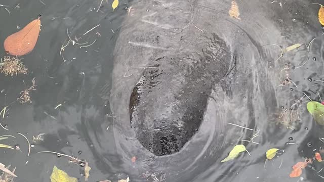 Cute Manatee having some salad in the morning!