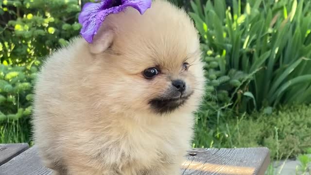 With this flower, the small dog appears lovely