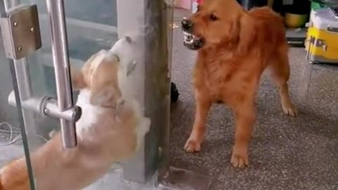 Funny Fight between Dogs