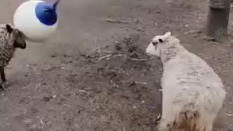 Sheep's playing