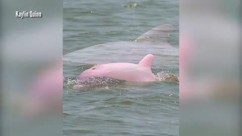 named “Pinky” spotted playing in Louisiana ship channel_Cut