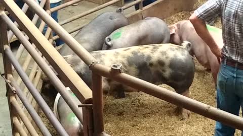 Pigs for sale at the Tabor City NC livestock market