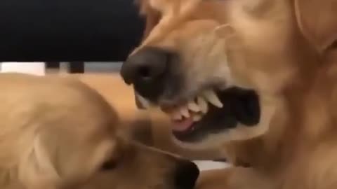 Funny dog showing his anger when his friend taking his ball