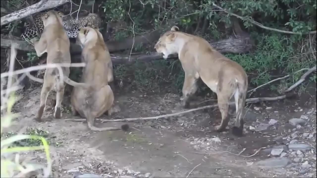 Lion versus Leopard