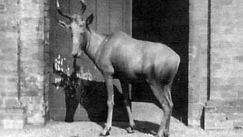 Last Pictures Of Extinct Animals