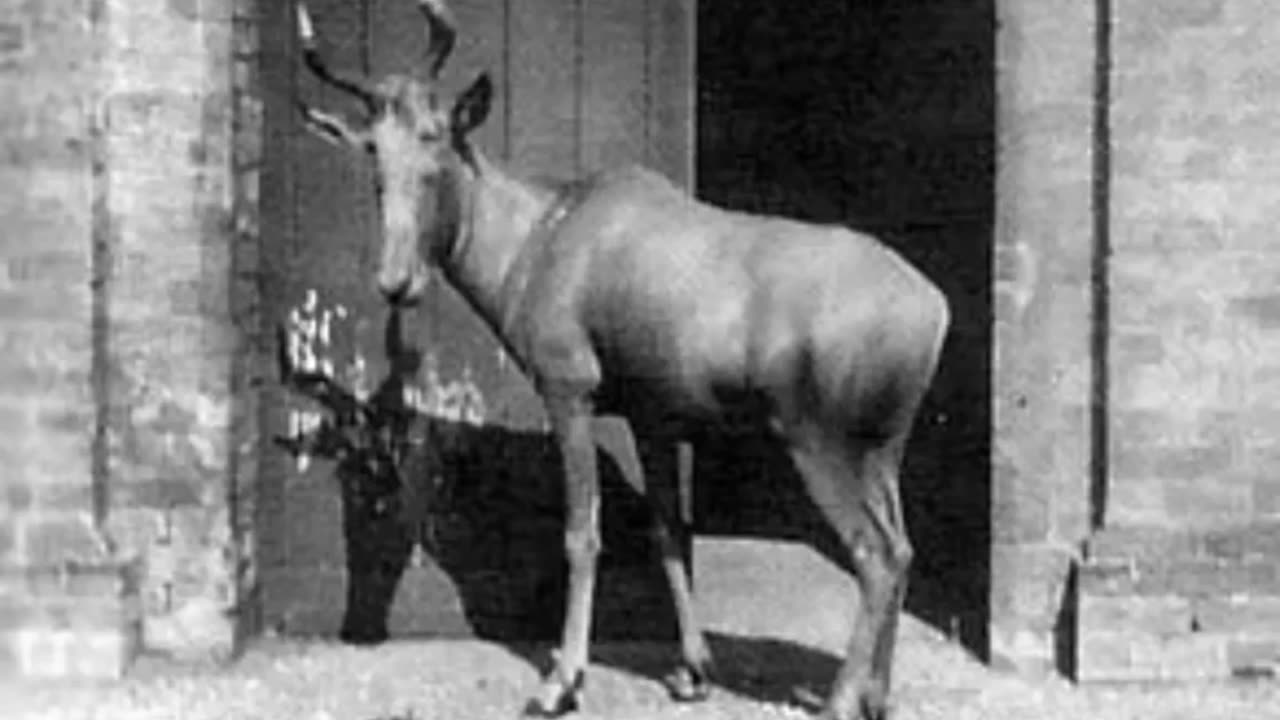 Last Pictures Of Extinct Animals