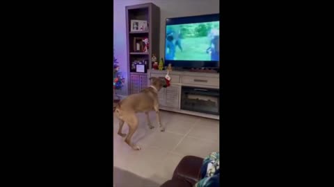 Funny animals - Funny cats / dogs - Funny animal videos 2023 part- 2