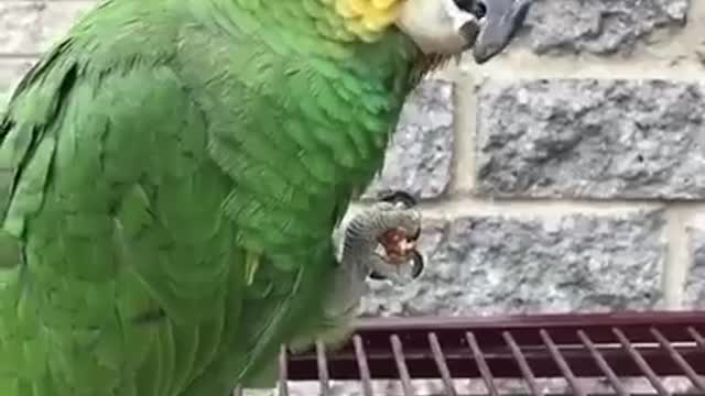 Funny Parrot compilation