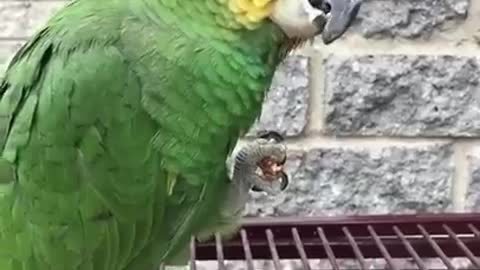 Funny Parrot compilation