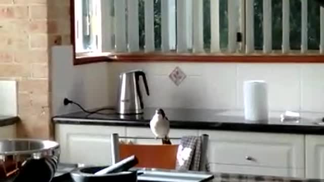 Wild Butcher Bird Chips Away in Kitchen