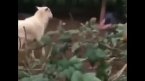 Angry goat