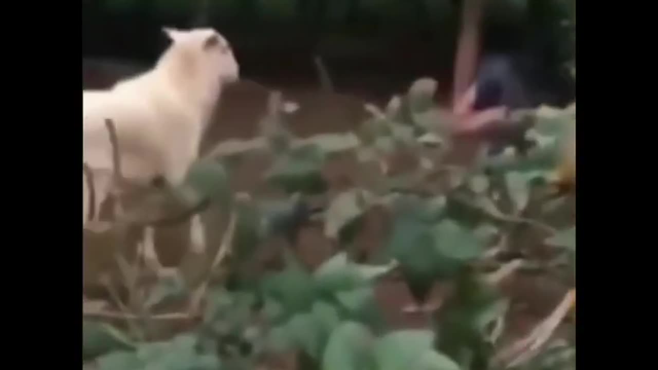 Angry goat