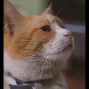 Bueatiful the cat 🐈 Meow Magic: The Allure and Charm of Cats