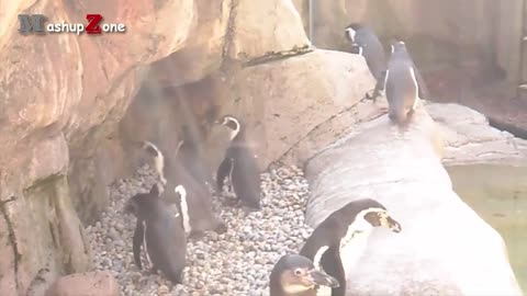 penguins playing seesaw