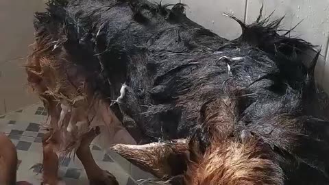 LessThanaMinChallengeGermanShepherdDog