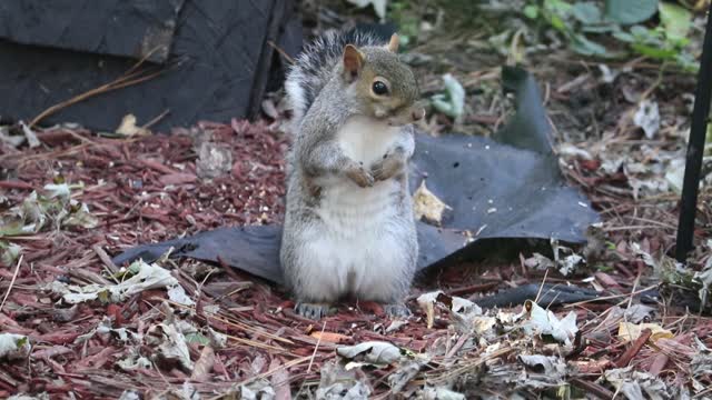 Frightened Squirrel