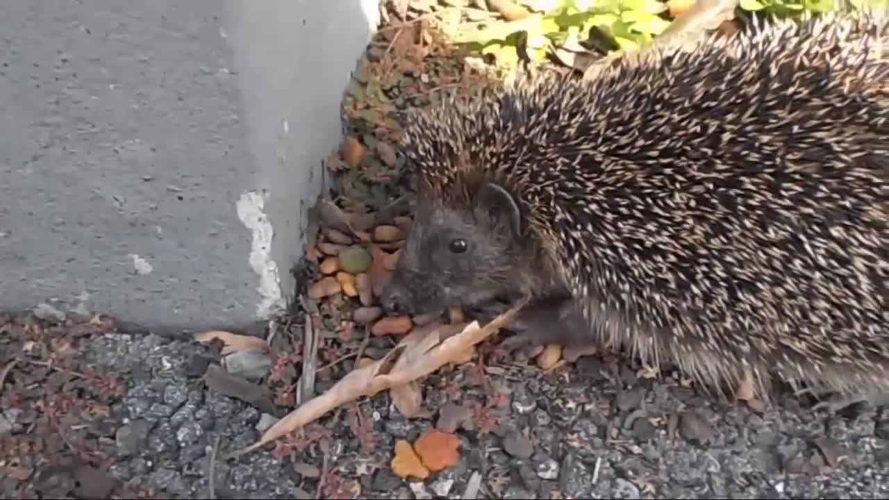 Wintersorgenkind_ Kleiner Igel im Herbst