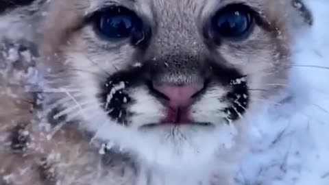 This kitten is so cute African leopard