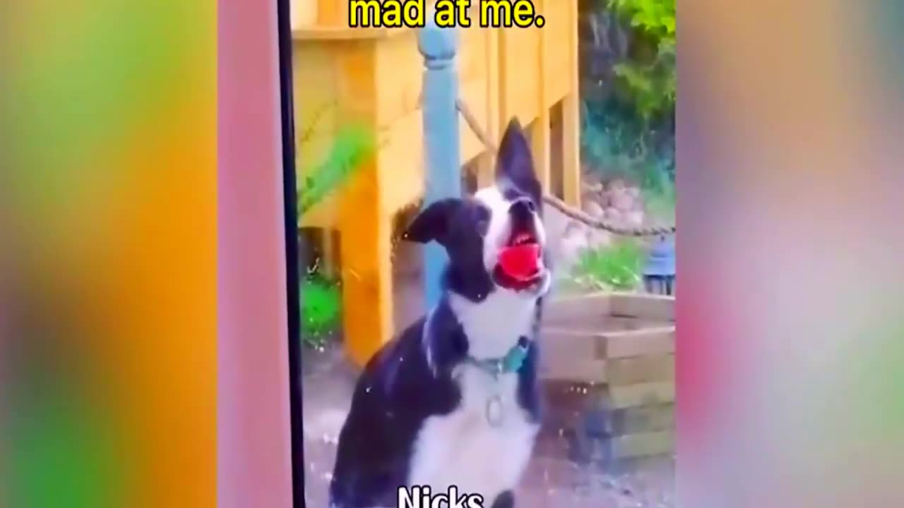 New Funny Animals Video 2023 | Funniest Cats and Dogs Videos | New Funny Video Of Cat And Dogs #205