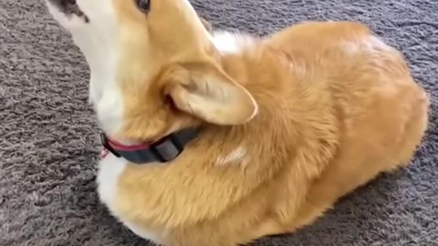 Corgi Loses his Legs! Part 2