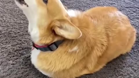 Corgi Loses his Legs! Part 2