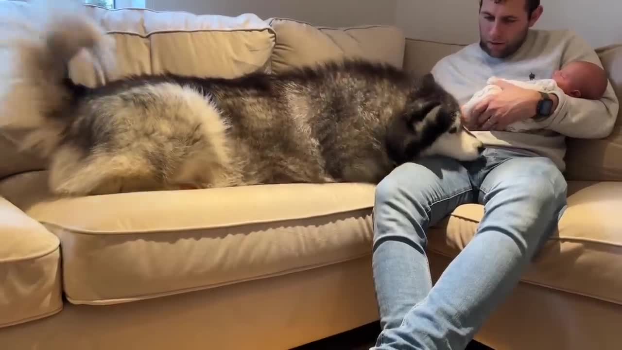 Alaskan Malamute Meets Newborn Baby! And The Cat Too!! (So Cute!!)